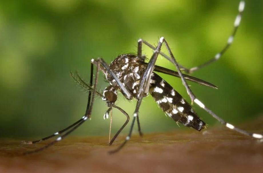 Comment fabriquer un piège naturel pour moustiques?